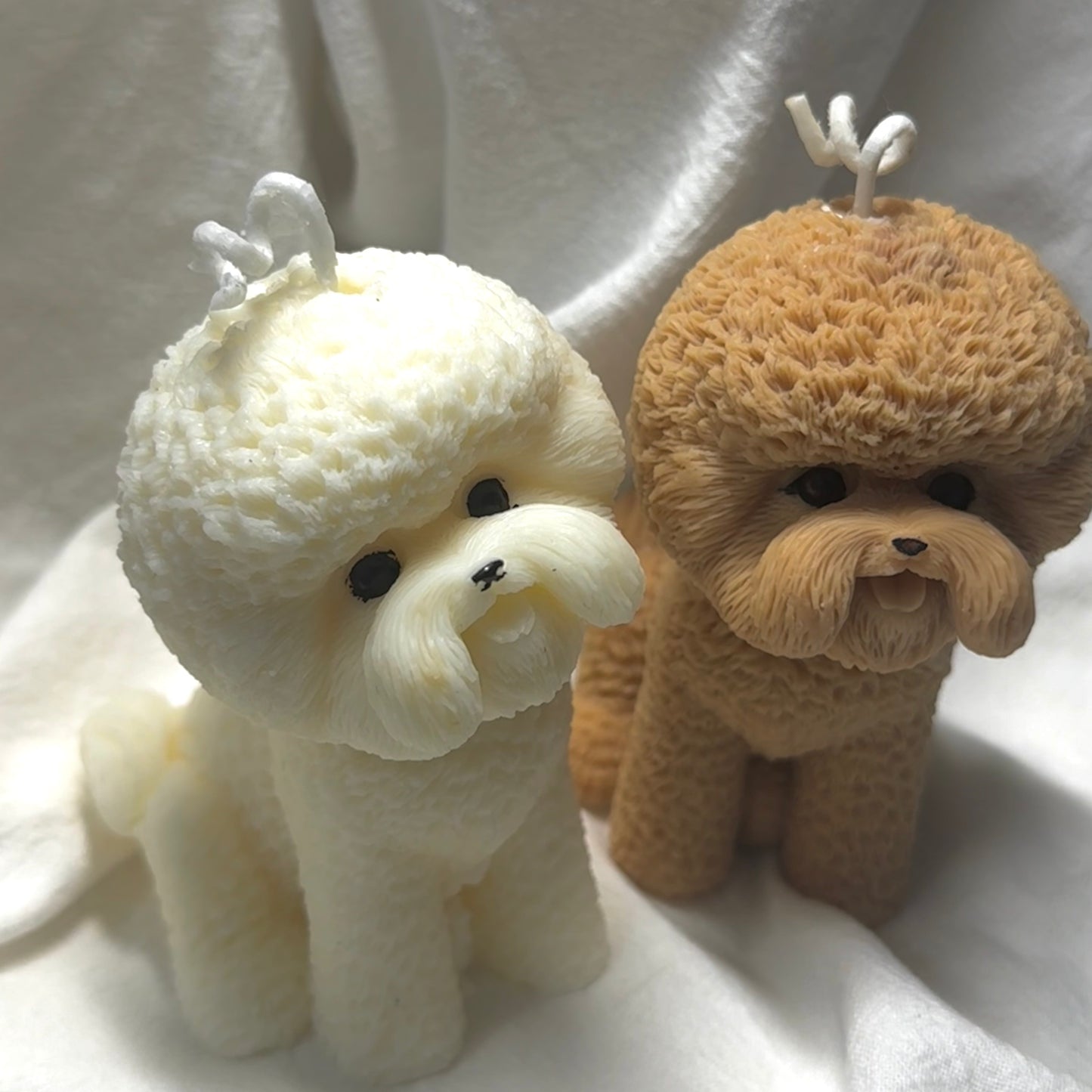 Candela Bichon Frise